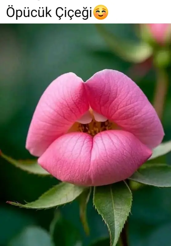 Flower Resembling Pink Lips