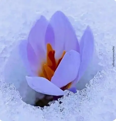 Flower Through Snow