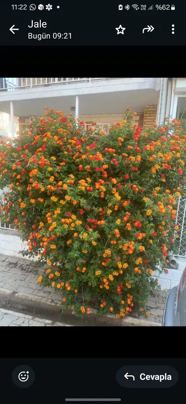 Flowering Bush With Orange Blooms