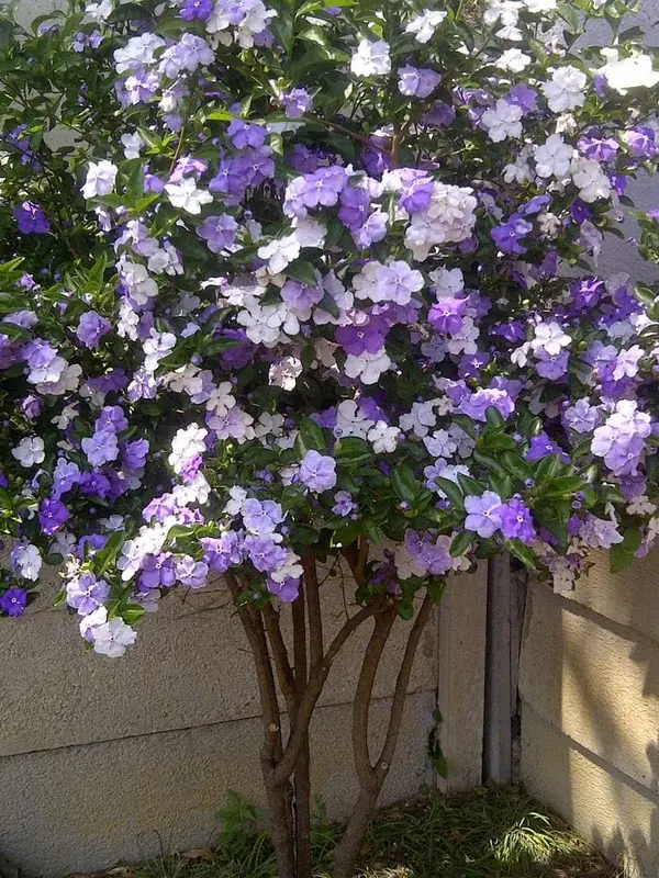 Flowering Bush With Purple Blooms