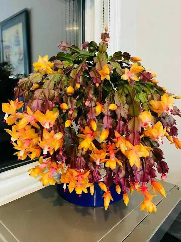 Flowering Cactus In Blue Pot