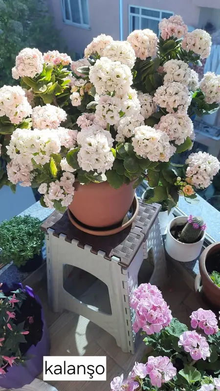 Flowering Plants On Balcony