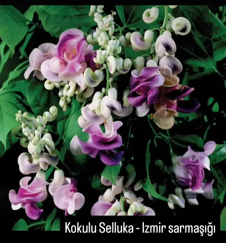 Flowers In Pink And Purple