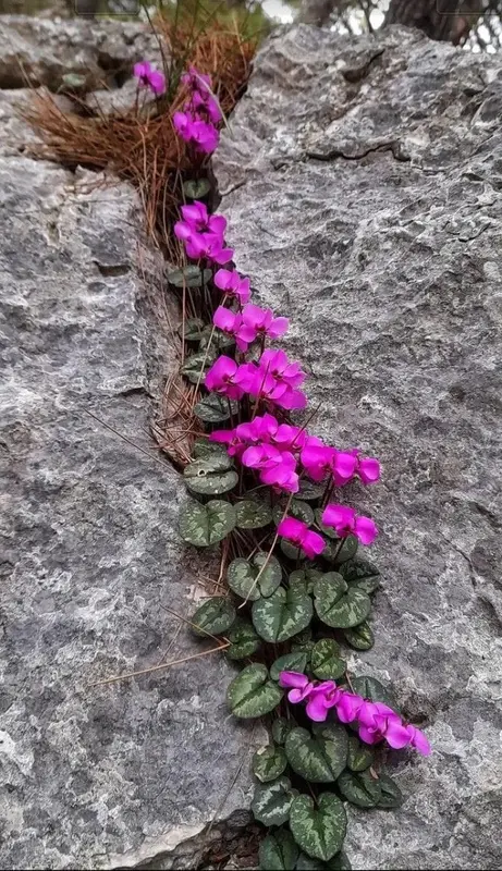 Flowers In Rocky Crevice