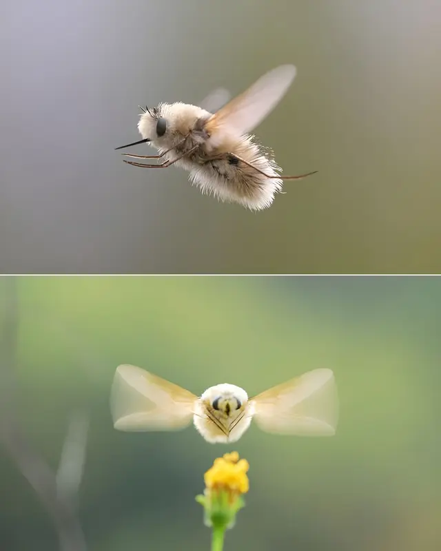 Fluffy Bee In Flight