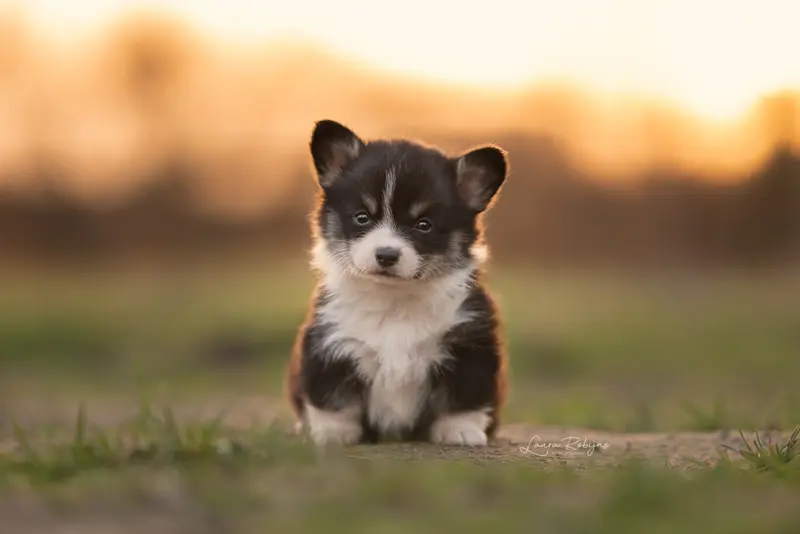 Fluffy Puppy At Sunset