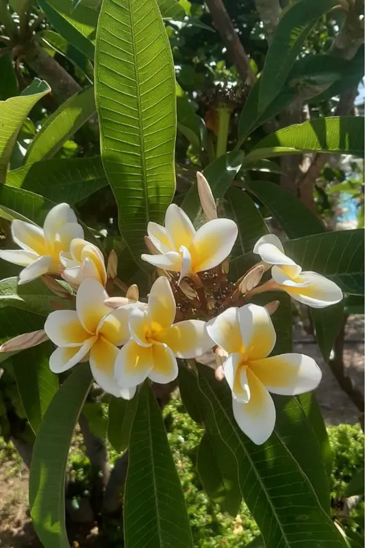 Frangipani Flowers In Sunlight