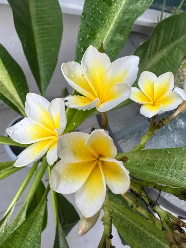 Frangipani Flowers With Water Droplets