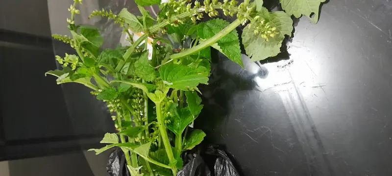 Fresh Leafy Greens On Table