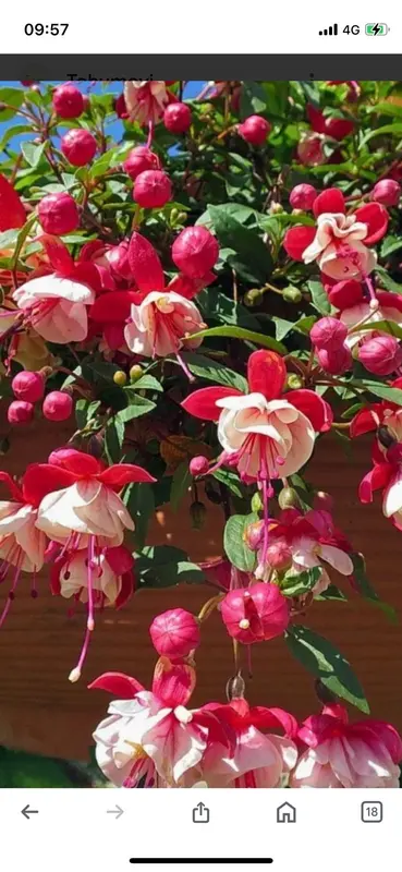 Fuchsia Flowers Close-up Shot