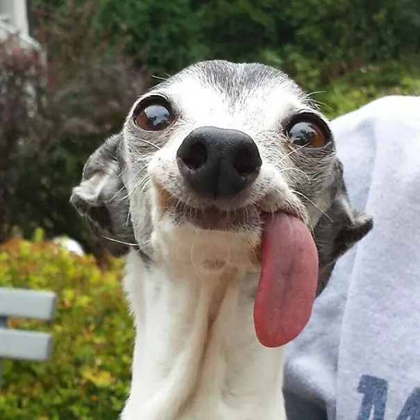 Funny Dog Tongue Out