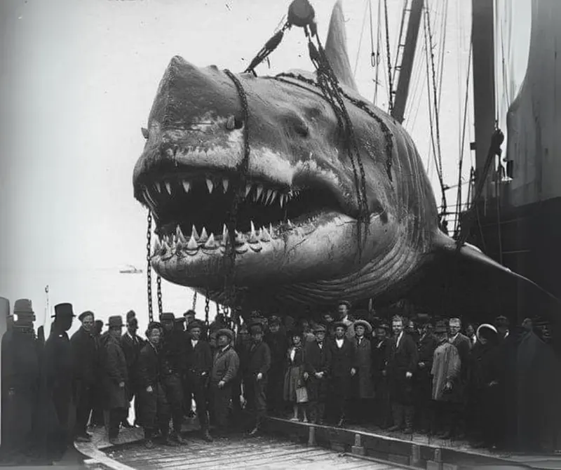 Giant Shark Hoisting Scene