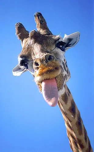 Giraffe With Tongue In The Air