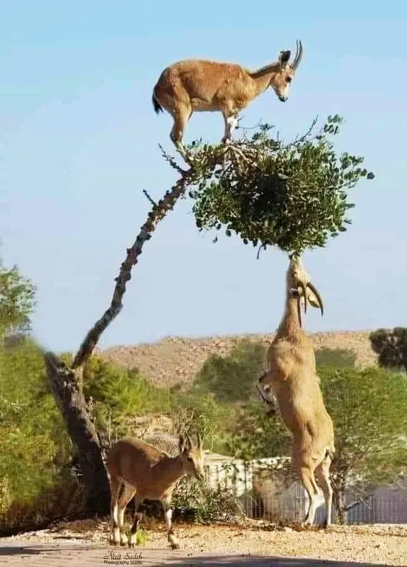 Goats Climbing Bent Tree