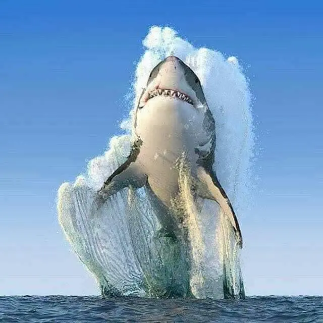 Great White Shark Breaching