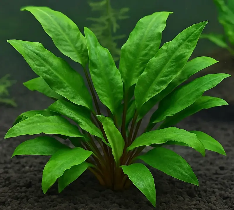 Green Aquatic Plant Closeup
