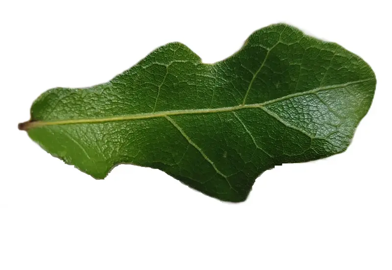 Green Leaf On White