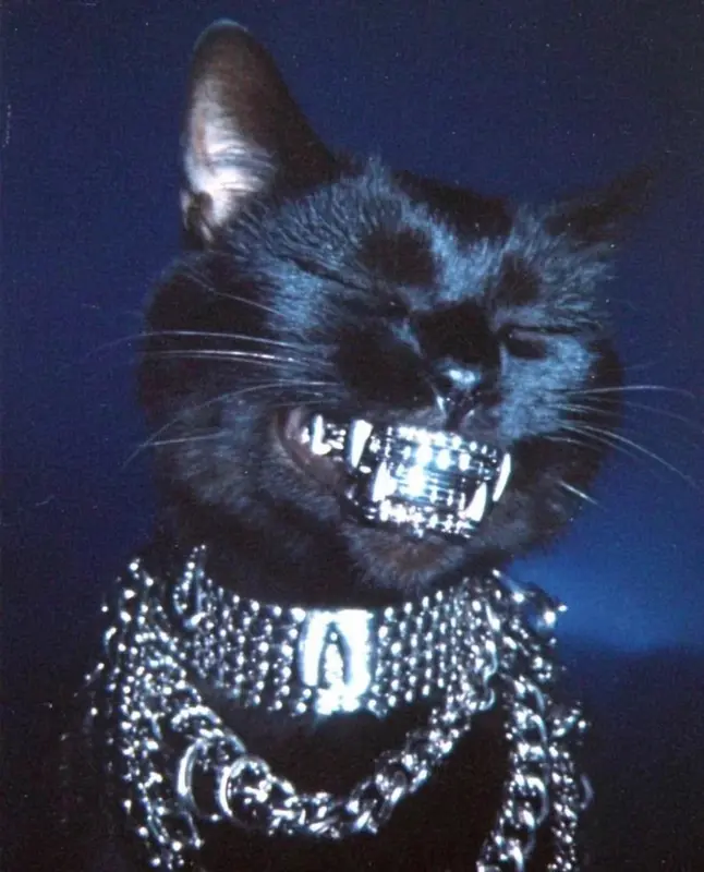 Grill Cat, Chain And Smile