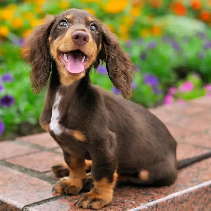 Happy Dachshund Puppy Outdoors