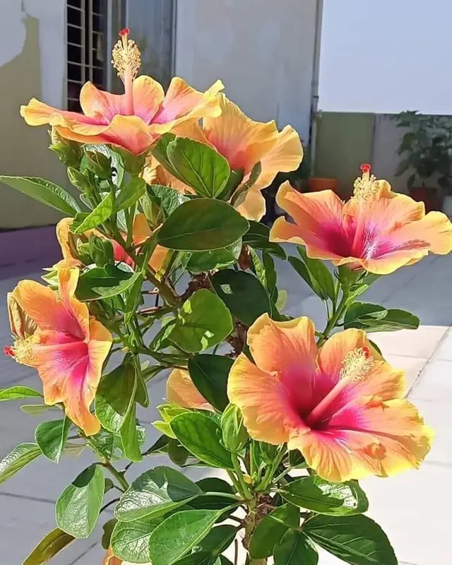 Hibiscus Flowers Blooming Outdoors