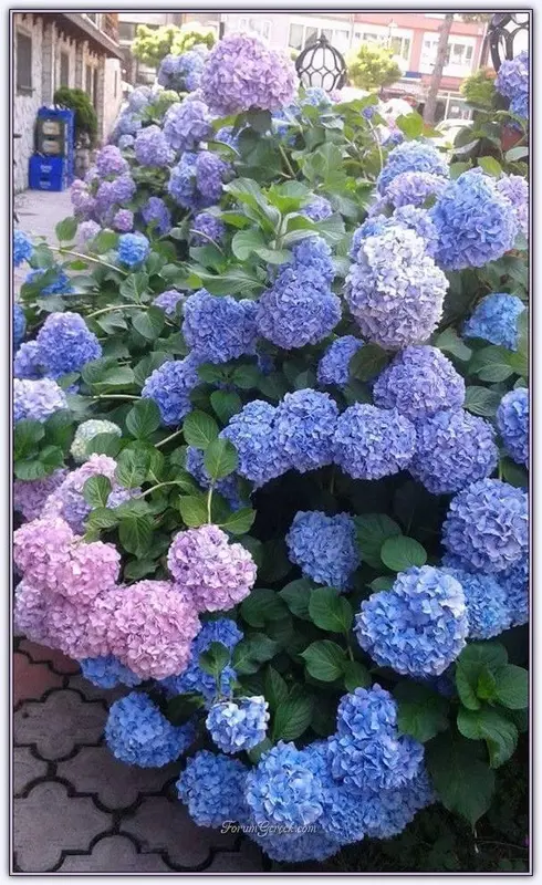 Hydrangeas Blooming In Various Colors