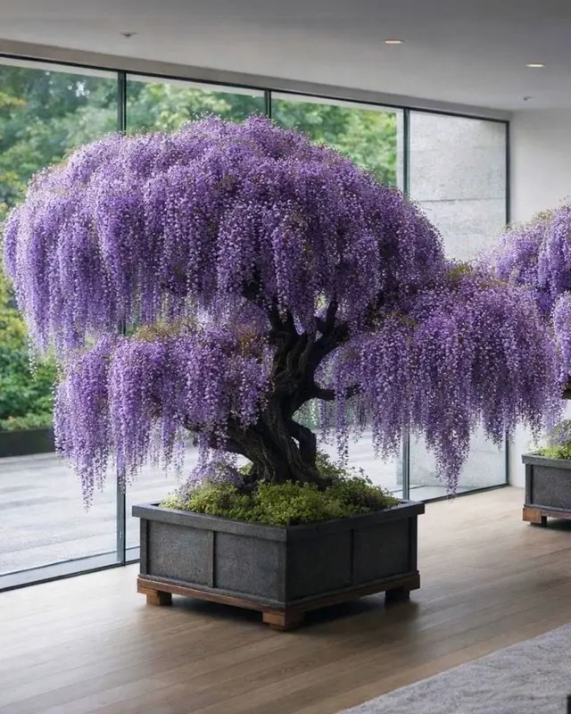 Indoor Giant Purple Wisteria Tree