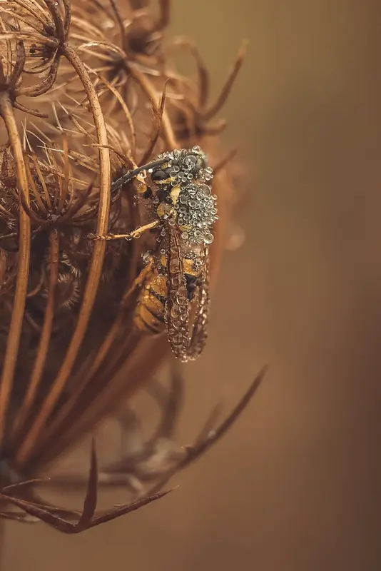 Insect On Plant With Dewdrops