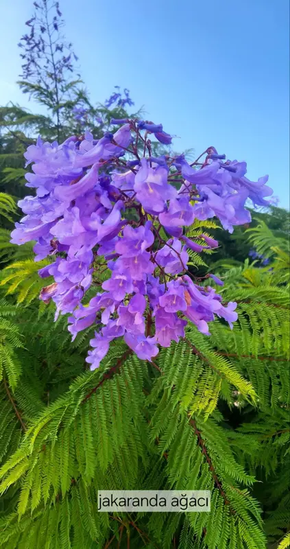 Jacaranda Tree And Greenery