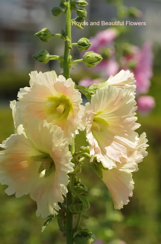 Large Pale Floral Bouquet