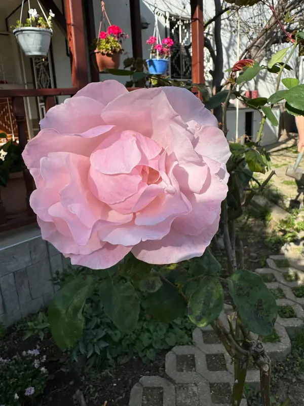 Large Pink Rose Close-up