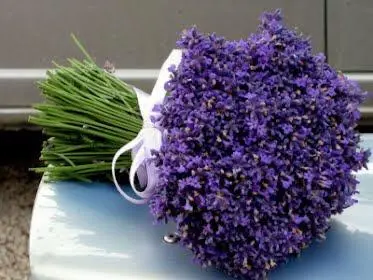 Lavender Bouquet Resting On Surface