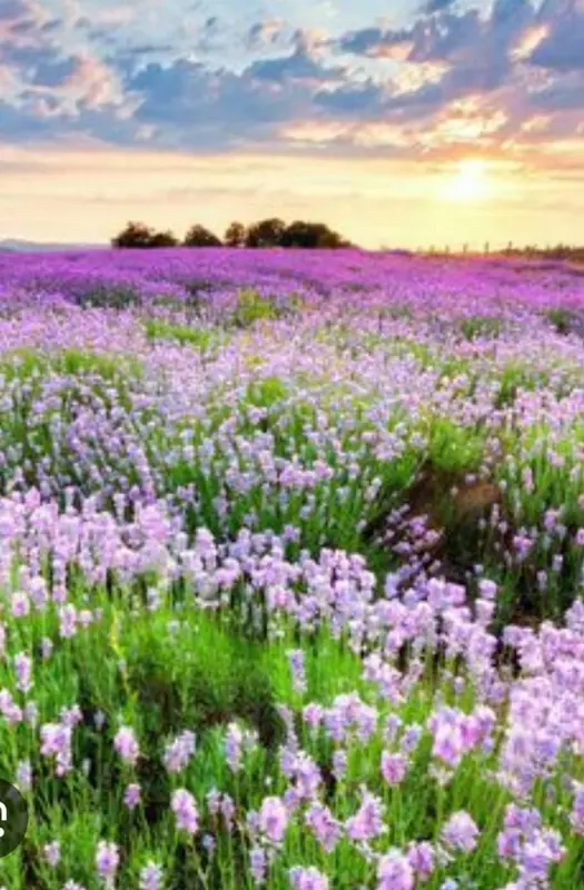 Lavender Field At Sunset