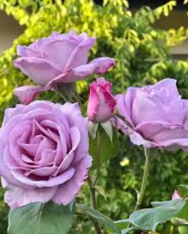 Lavender Roses In Garden