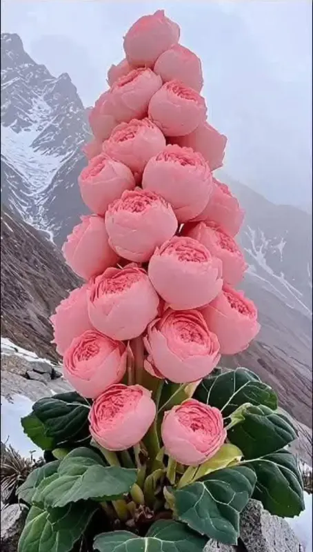 Layered Pink Floral Cone