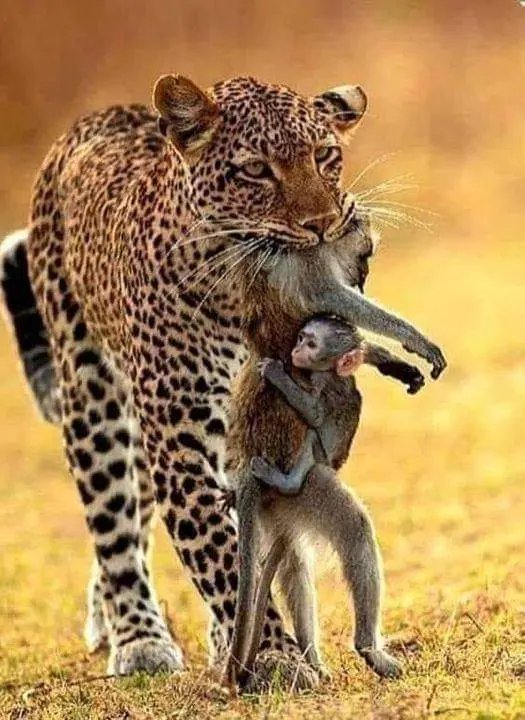 Leopard Carrying Baby Monkey