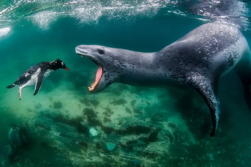 Leopard Seal And Penguin Encounter