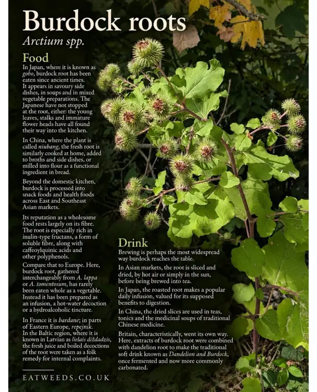 Likely AI-Generated: Burdock Roots Information Graphic