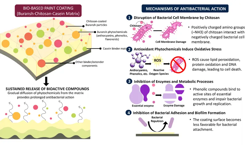 Likely Human-Made: Bio Based Paint Coating Scientific Diagram