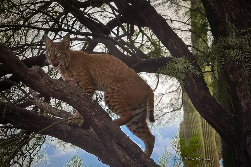 Likely Human-Made: Bobcat Perched in a Tree