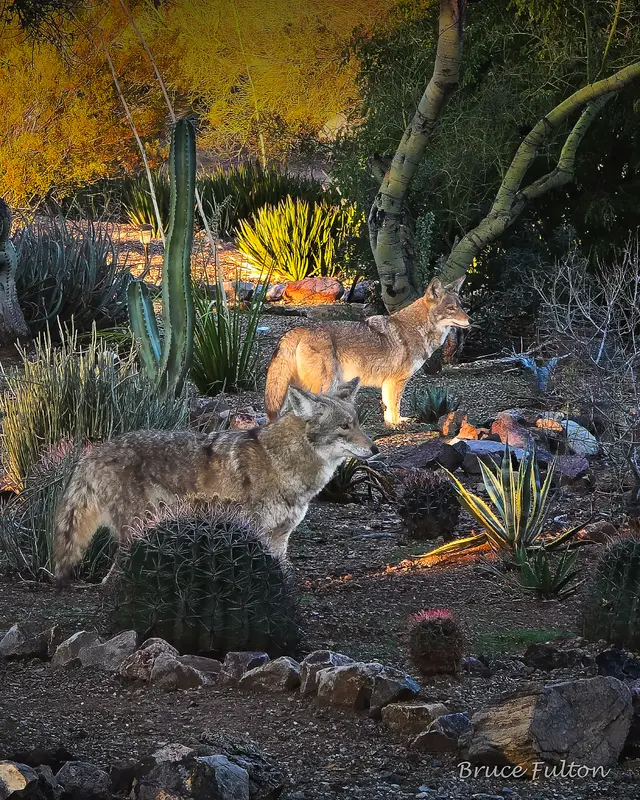 Likely Human-Made: Coyotes in a Desert Garden