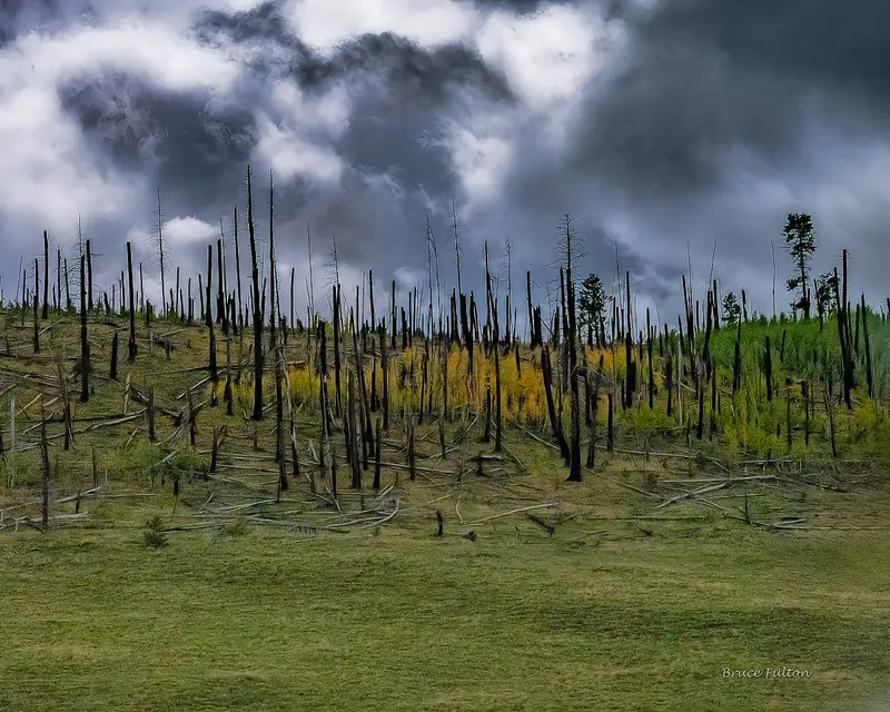 Likely Not AI-Generated: Burned Trees on Grassy Hillside