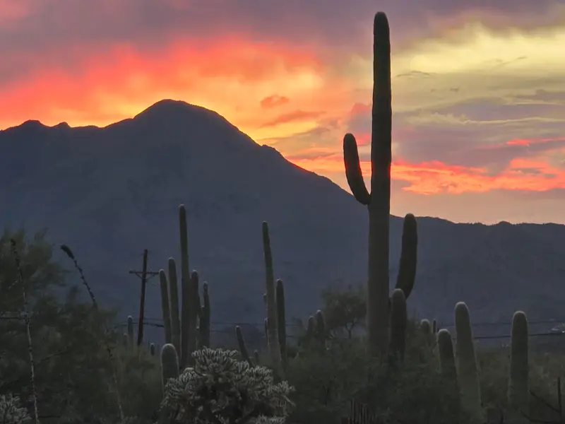 Likely Not AI-Generated: Desert Sunset With Saguaro Cacti