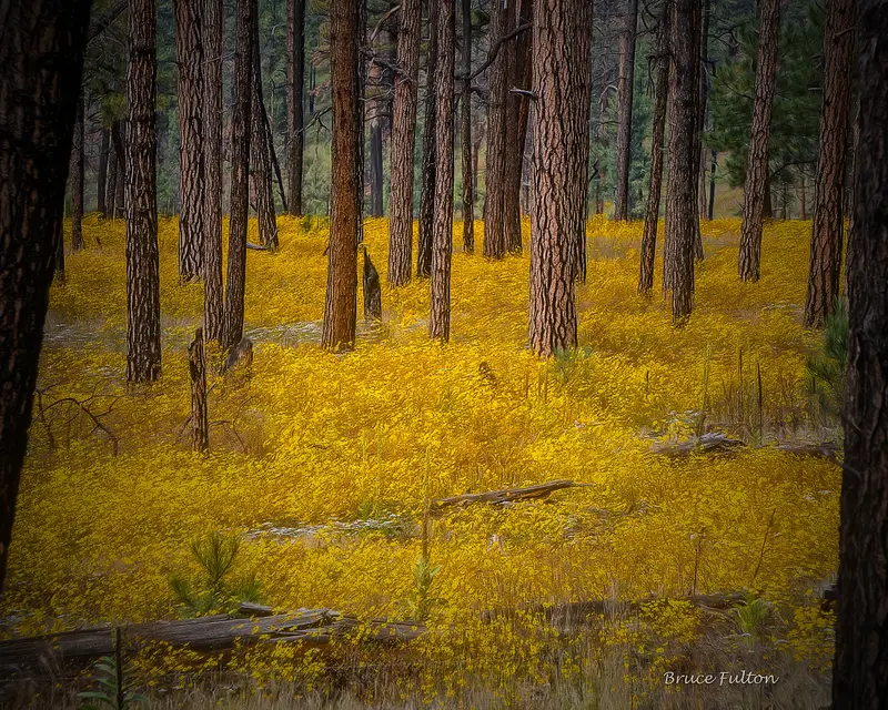 Likely Not AI-Generated: Pine Forest with Yellow Flowers
