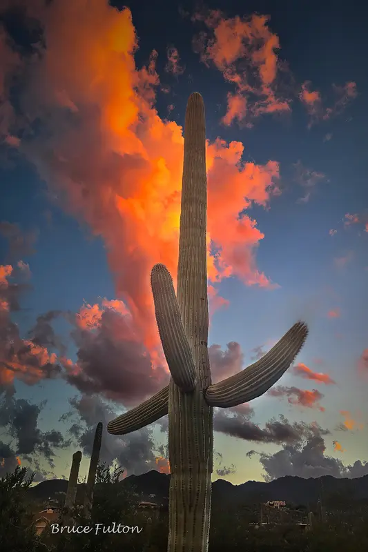 Likely Not AI-Generated: Saguaro Cactus at Sunset