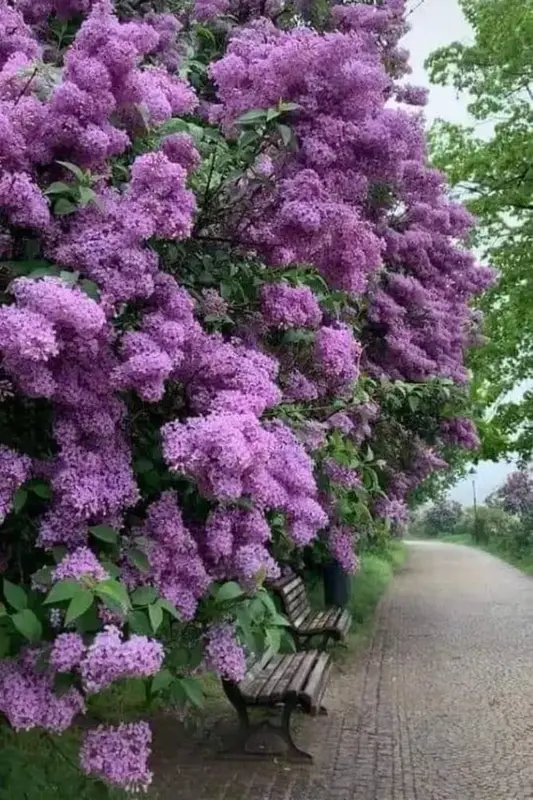 Lilac Bloom Beside Pathway