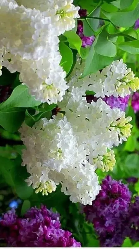 Lilac Flowers In Full Bloom