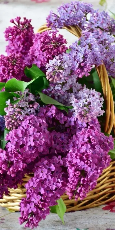 Lilacs In A Wicker Basket