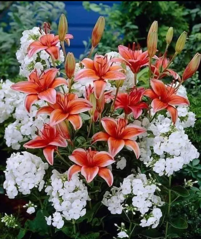 Lilies And White Phlox