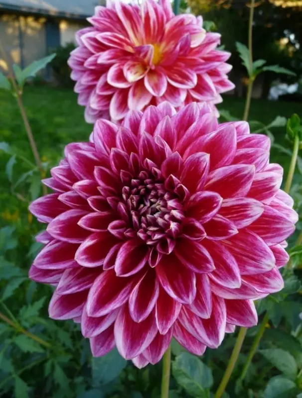 Magenta Dahlias In Natural Light