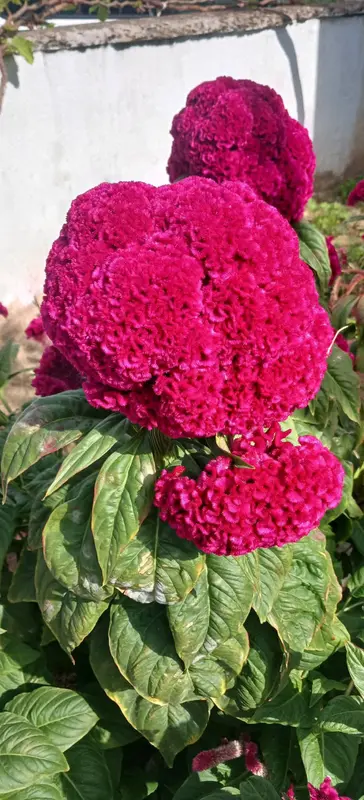 Magenta Flowers, Green Leaves